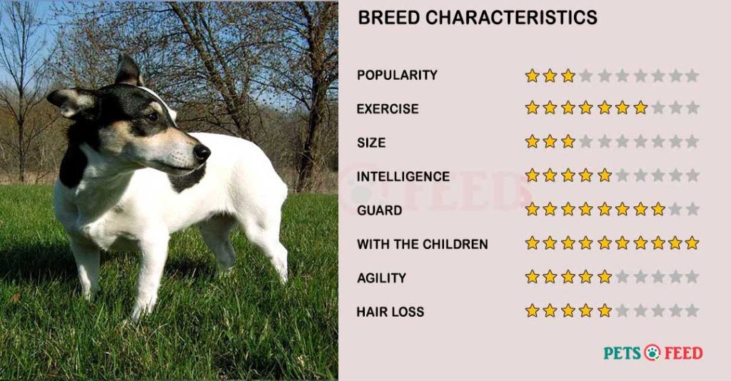 Dog-characteristics-Teddy-Roosevelt-Terrier