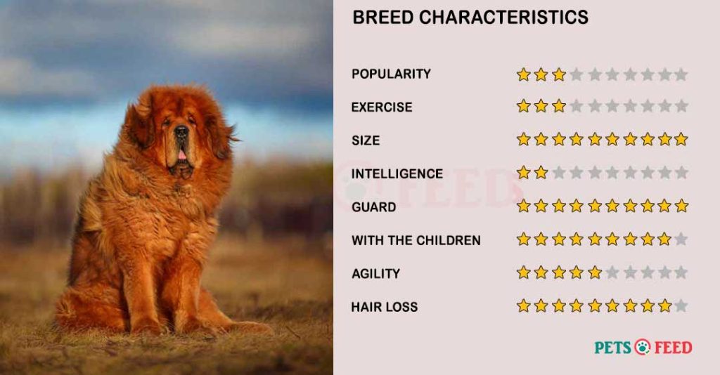 Dog-characteristics-Tibetan-Mastiff
