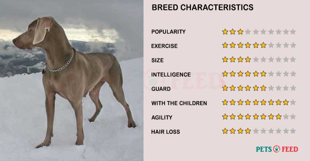 Dog-characteristics-Weimaraner