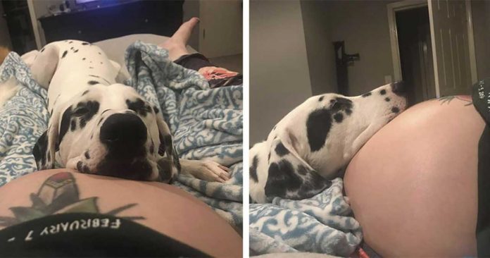 Dog insists protecting pregnant owner