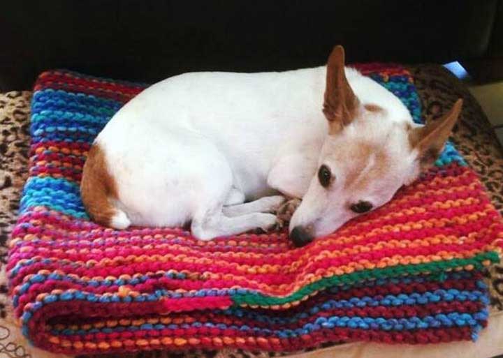 Dog on a blanket