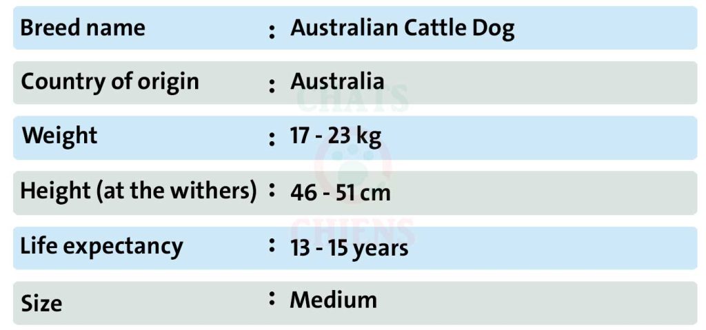 Dog sheet Australian Cattle Dog