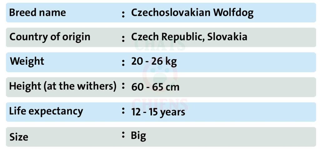 Dog sheet Czechoslovakian Wolfdog