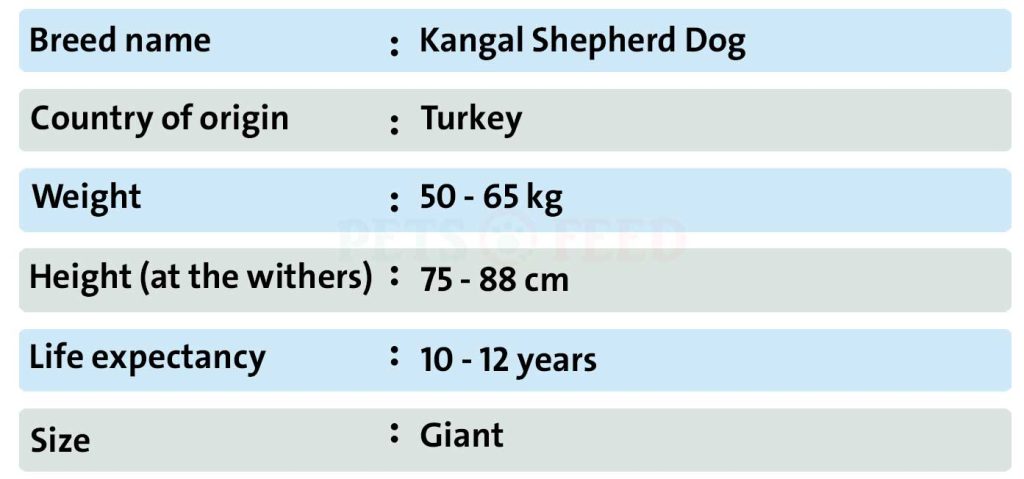 Dog-sheet-Kangal