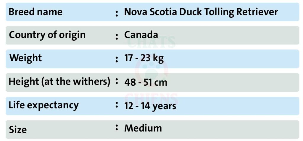 Dog sheet Nova Scotia Duck Tolling Retriever