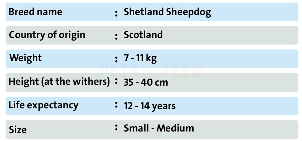 Dog-sheet-Shetland-Sheepdog