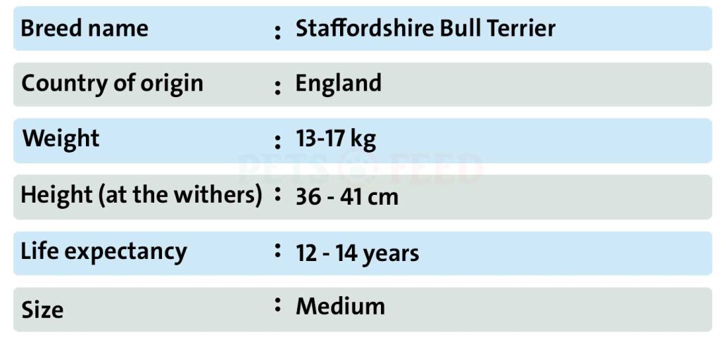 Dog-sheet-Staffordshire-Bull-Terrier