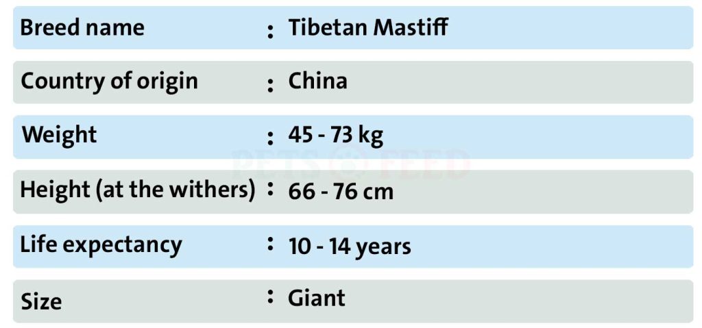 Dog-sheet-Tibetan-Mastiff