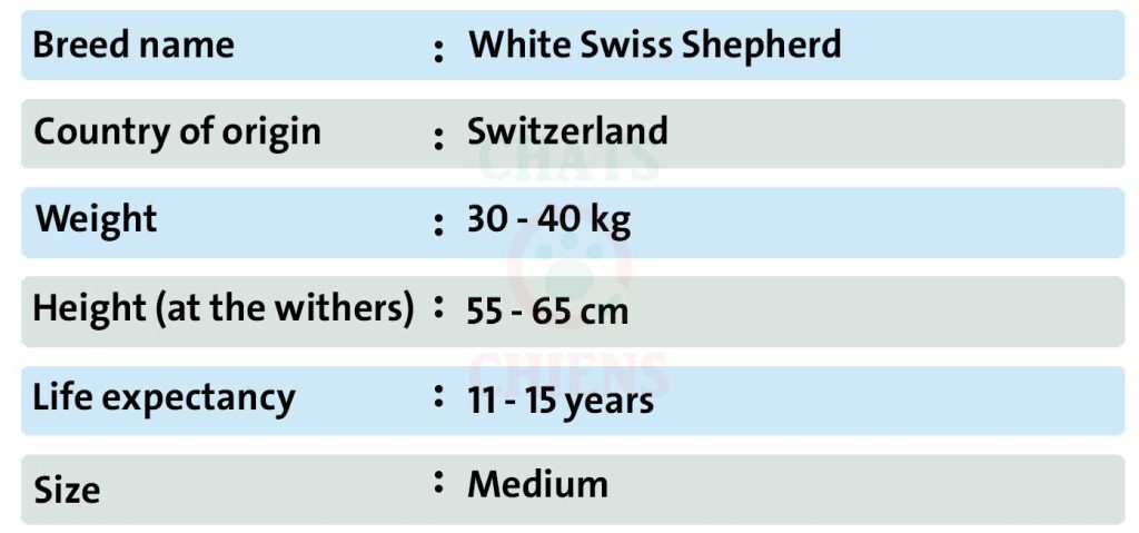 Dog sheet White Swiss Shepherd