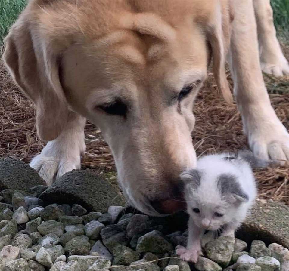 Dog takes kitten