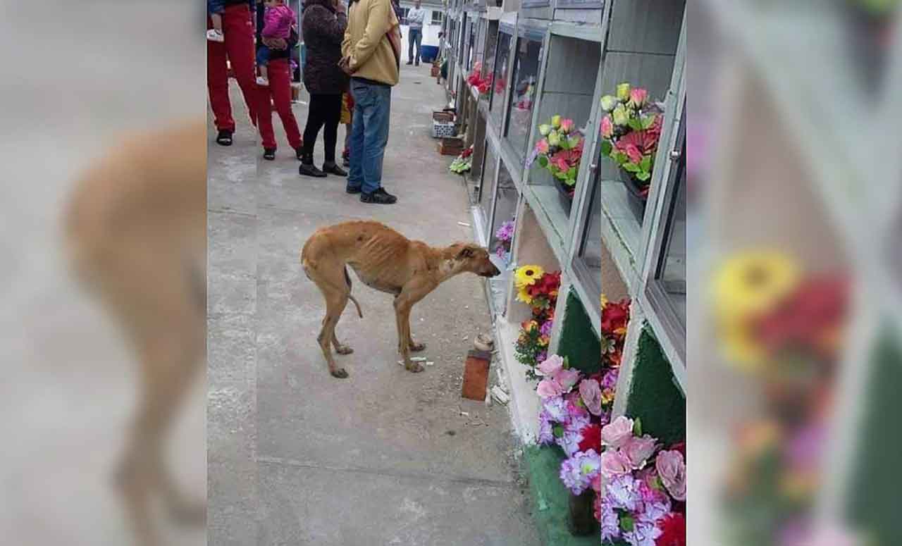 Faithful Dog Visits Owner Grave Every Day