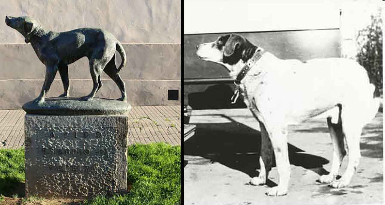 Fido faithful Italian dog 14 years