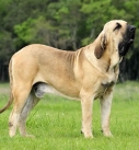 Fila Brasileiro - Brazilian Mastiff
