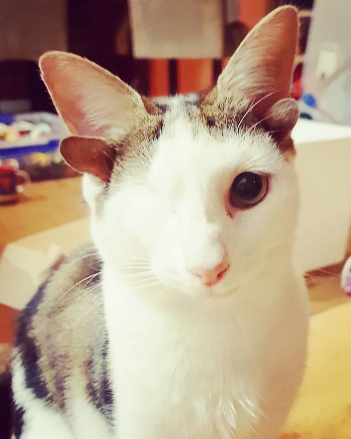 Frankie Frankenkitten cat four ears