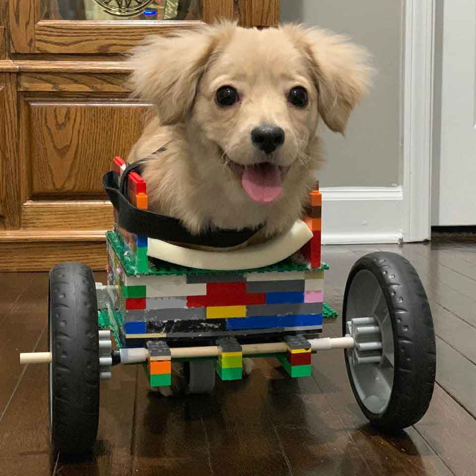 Gracie boy creates wheelchair Lego Disabled Dog