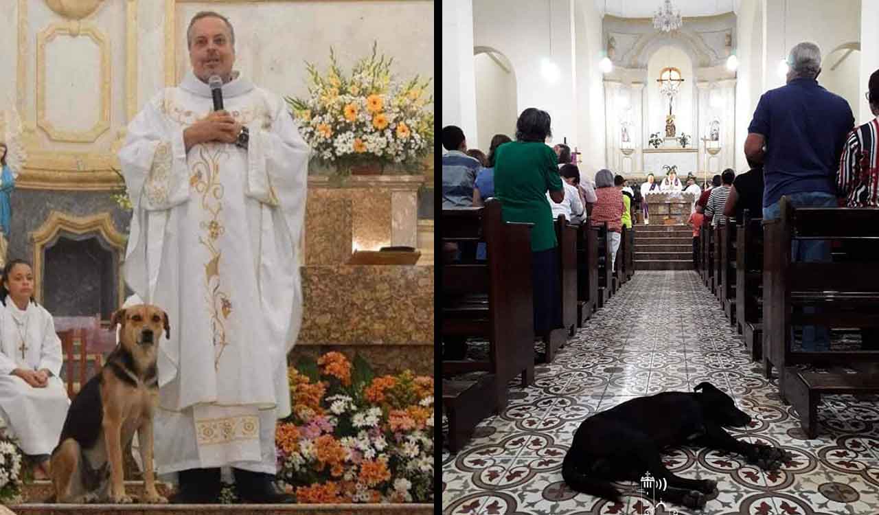 João Paulo Gomes priest brings stray dogs mass