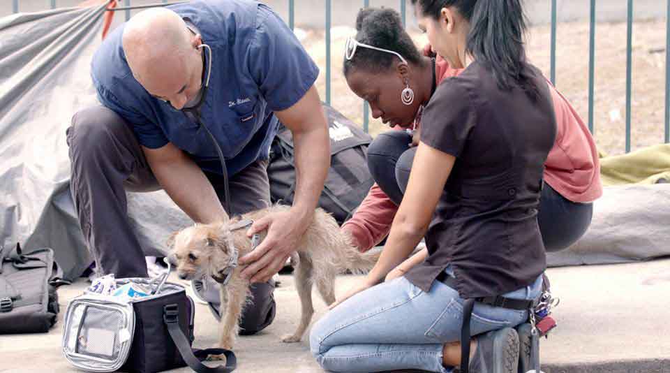 Kwane Aveterinarian examines stray animals free