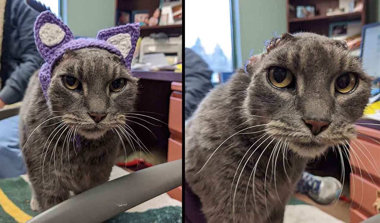 Lady cat lost ears volunteers made new pair