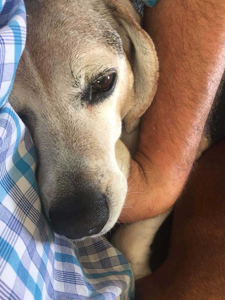 Little dog receives a hug and affection