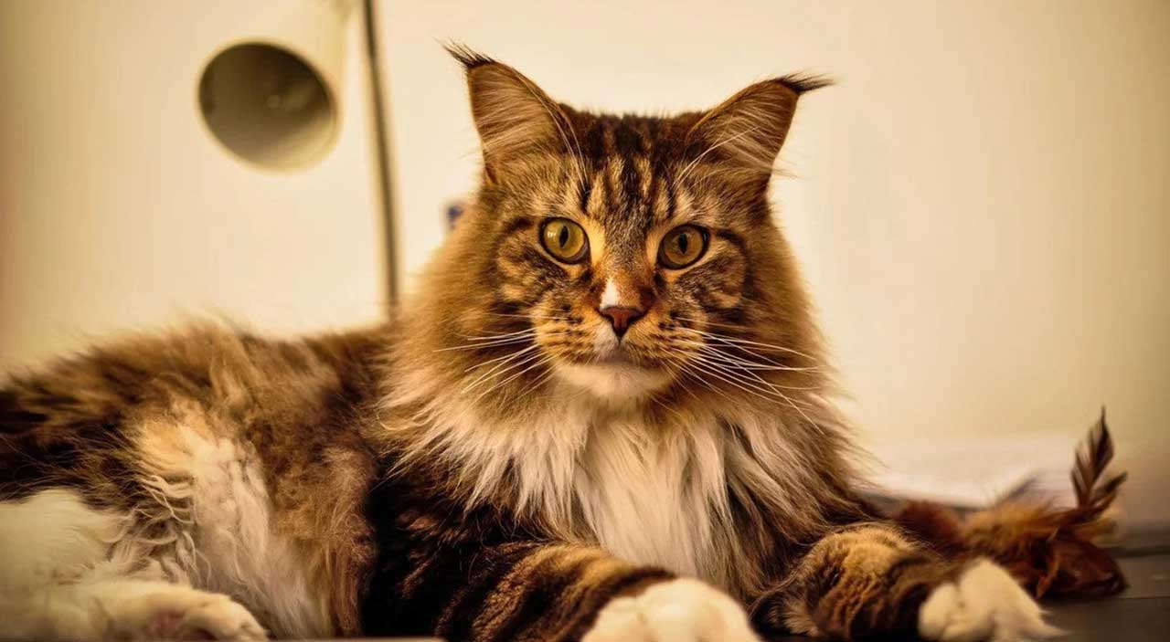 Maine Coon Cat 15 Interesting Facts To Know Pets Feed