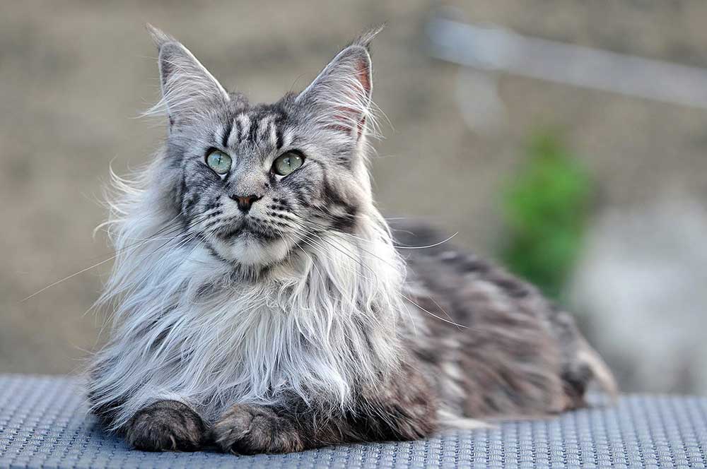 Maine Coon Information & Cat Breed Facts Pets Feed