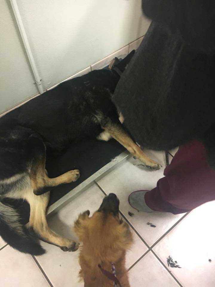Marley and Murphy in vet