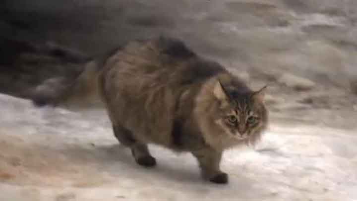 Masha Street cat rescues abandoned baby