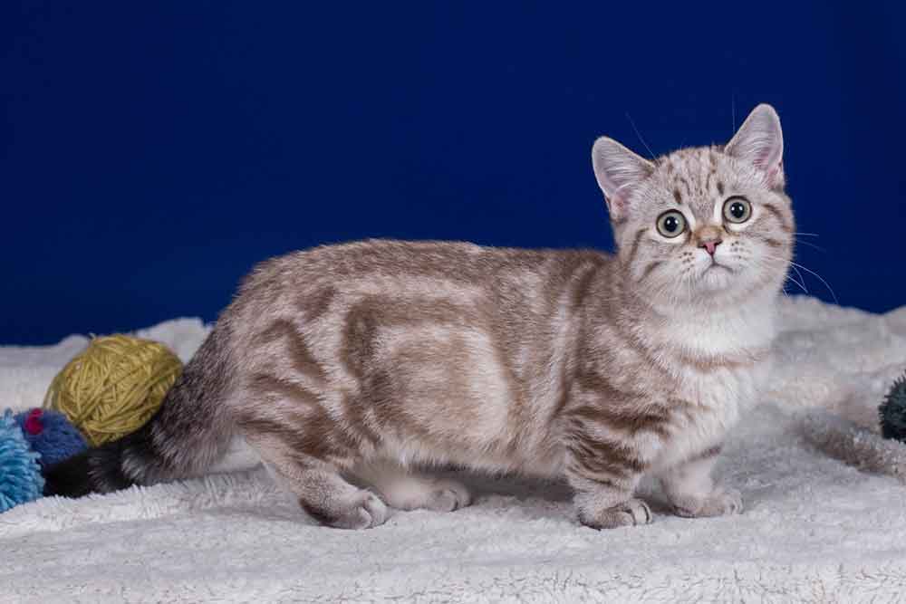 Munchkin cat | Information & Cat Breed Facts | Pets Feed