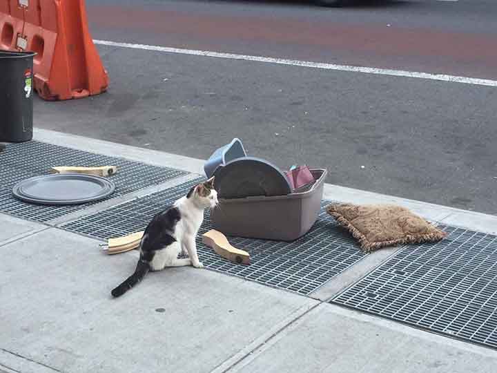 Nostrand cat abandoned street with belongings