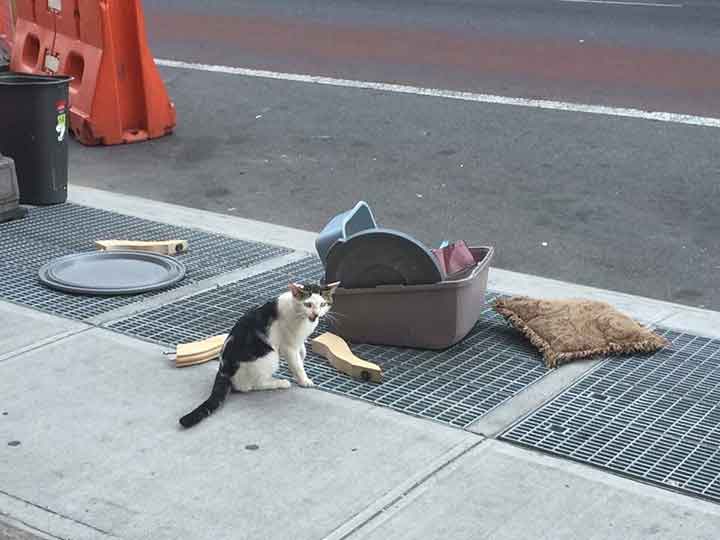 Nostrand cat abandoned street with belongings 