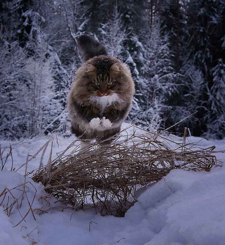 Photos Finnish Cats