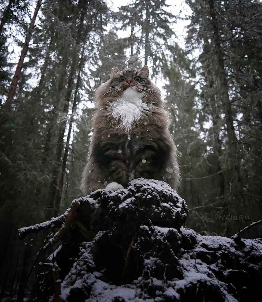 Photos Finnish Cats