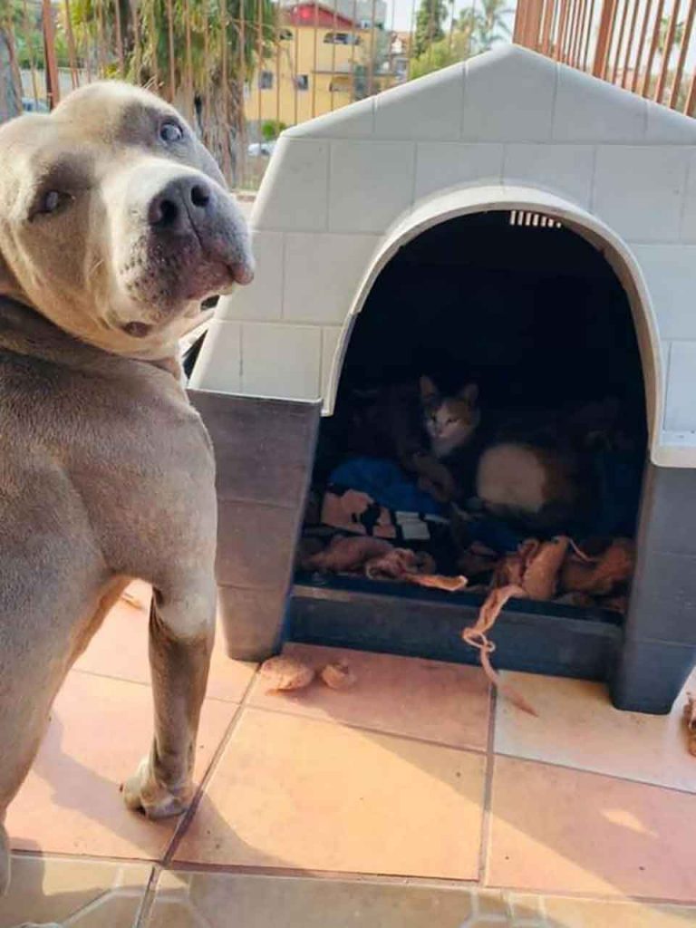 Pit bull Hades invites pregnant stray cat give birth (2)