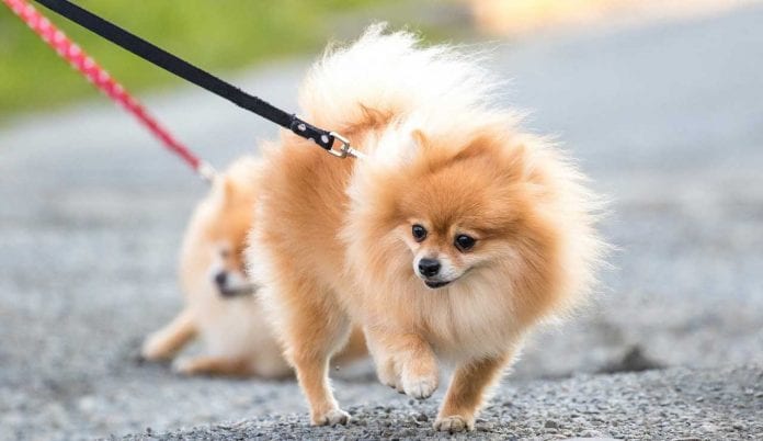 Pomeranian spitz