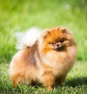 Pomeranian spitz