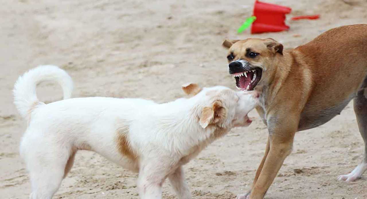 Rabies in Dogs