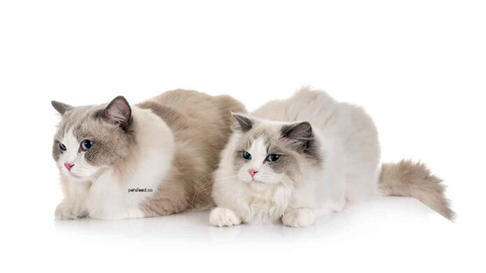 Ragdoll cat