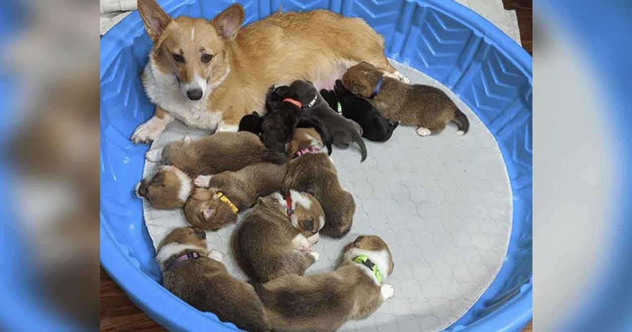 Sara corgi mother adopts abandoned pit bull puppies