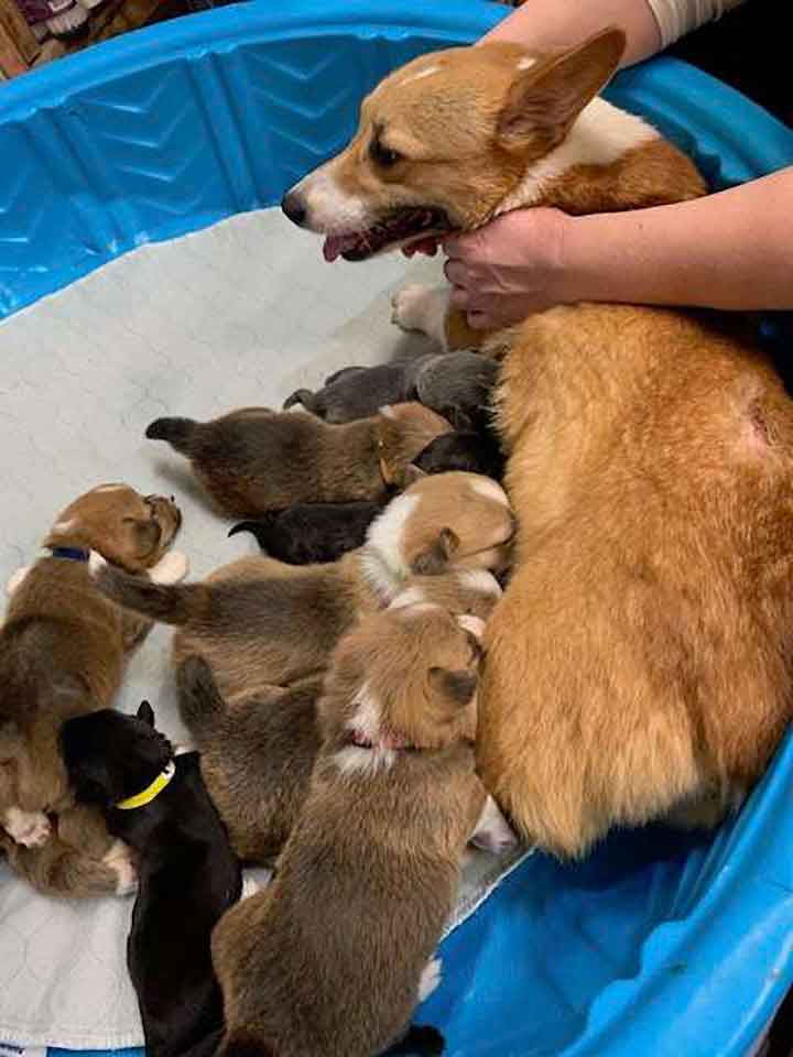 Sara corgi mother adopts abandoned pit bull puppies
