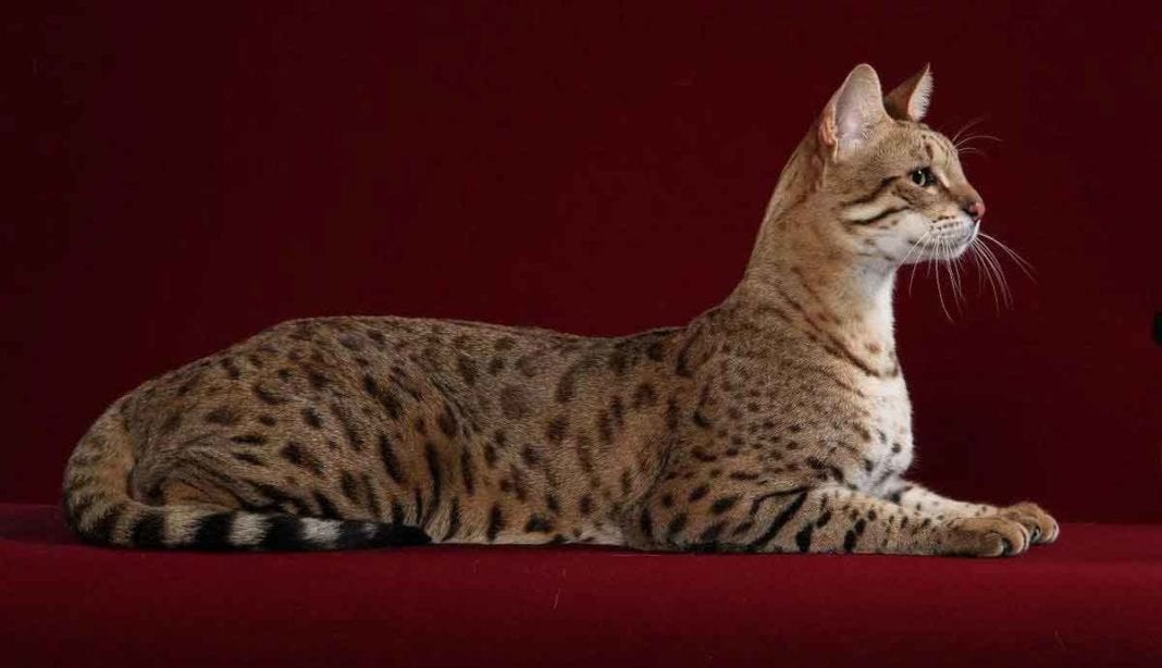 Savannah cat Information & Cat Breed Facts Pets Feed