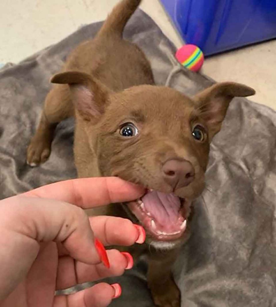 Shelter puppy finds family beautiful smile