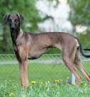 Sloughi - Arabian Greyhound