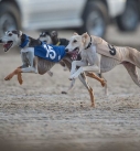 Sloughi - Arabian Greyhound