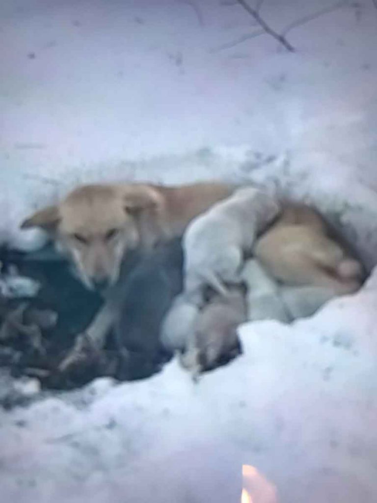 Snowbelle dog found snow protecting babies cold