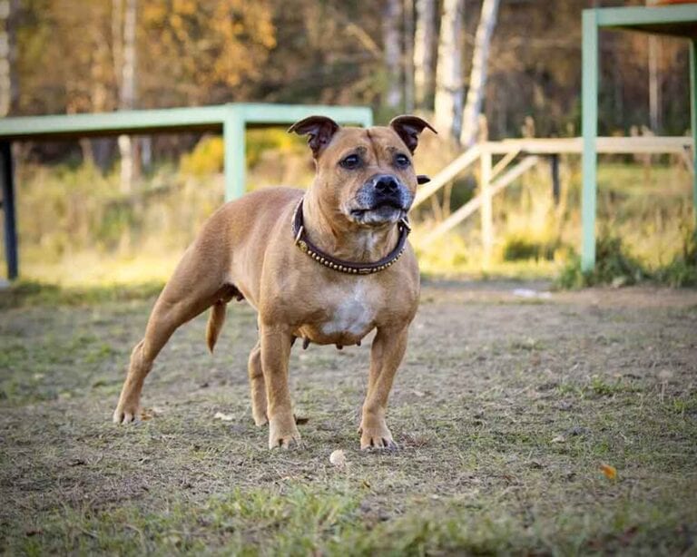 Staffordshire Bull Terrier Dog Breed Information Pets Feed