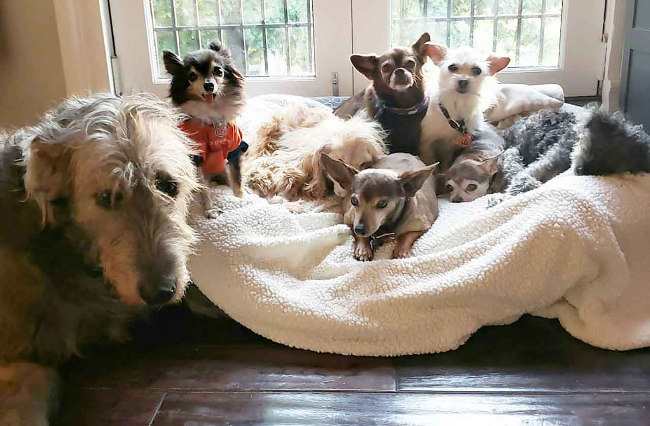 Steve Grieg Grieving Adopts Older Dogs