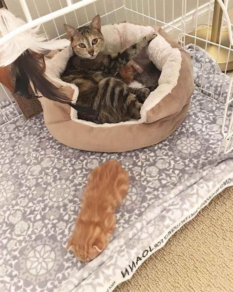 Alissa Smith Stray cat returns pick kittens taken shelter