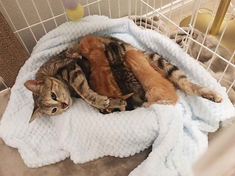 Alissa Smith Stray cat returns pick kittens taken shelter