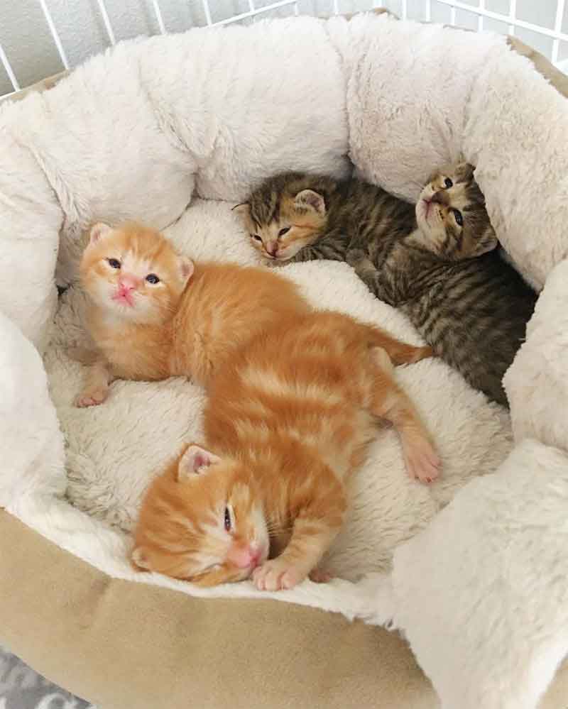 Alissa Smith Stray cat returns pick kittens taken shelter