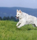 Swiss shepherd dog